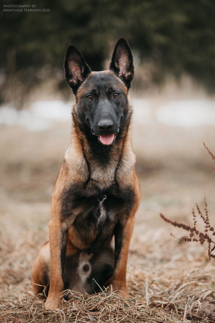 Service dog training in Los Angeles with calm German Shepherd temperament goals