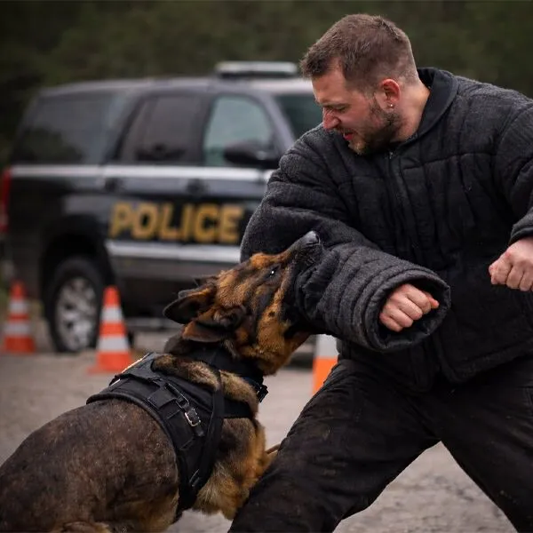 Belgian Malinois service dog and protection development in decoy course