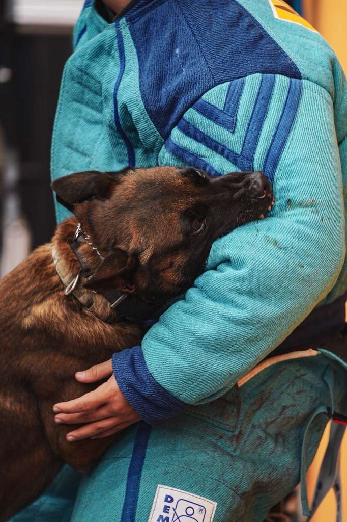 Board and train dogs near me program with Belgian Malinois in California