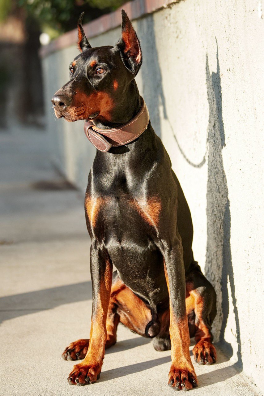 Dog trainer working with a Belgian Malinois in a focused protection drill in California
