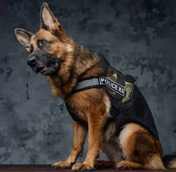 German Shepherd training near me in Los Angeles for obedience and protection balance