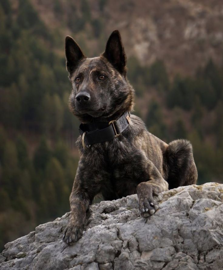 German Shepherd service dog in training demonstrating calm posture and handler focus